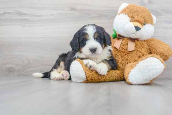 Energetic Bernadoodle Poodle Mix Puppy