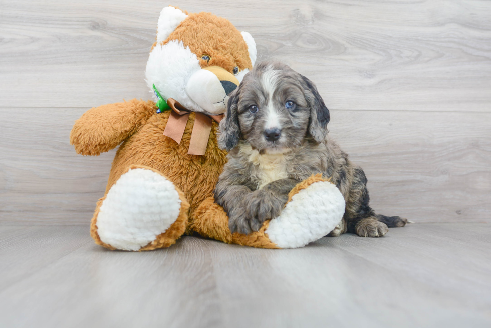 Cute Mini Bernedoodle Baby