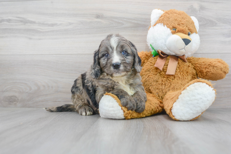 Cute Bernadoodle Poodle Mix Puppy