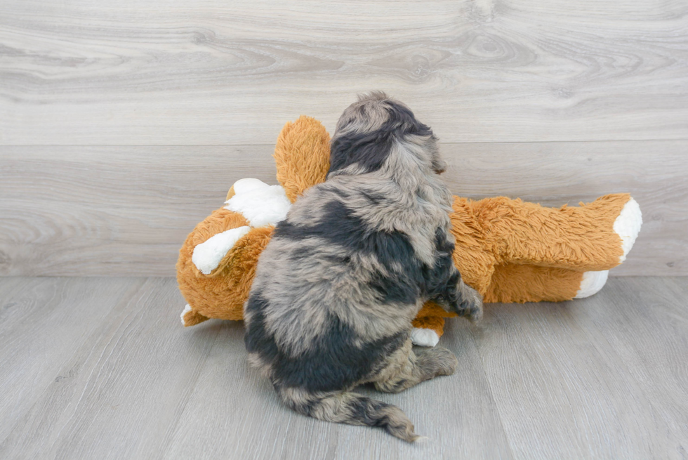 Cute Mini Bernedoodle Baby
