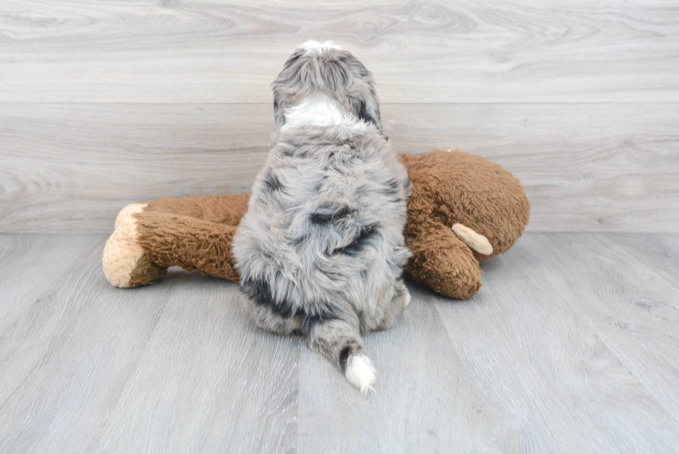 Best Mini Bernedoodle Baby