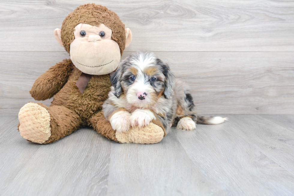 Mini Bernedoodle Pup Being Cute