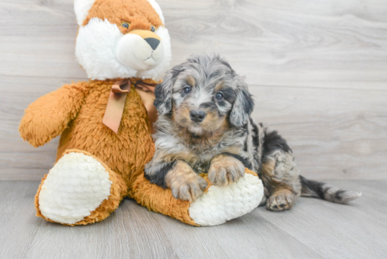 Best Mini Bernedoodle Baby