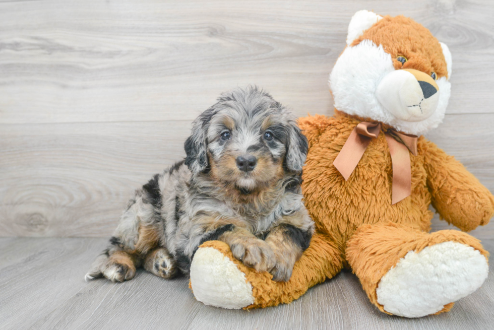 Best Mini Bernedoodle Baby