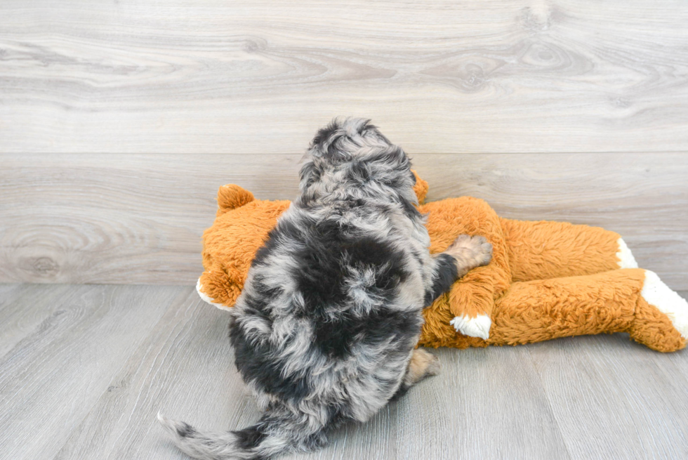 Sweet Mini Bernedoodle Baby