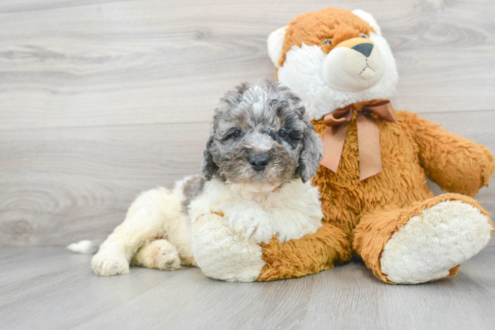 Best Mini Bernedoodle Baby