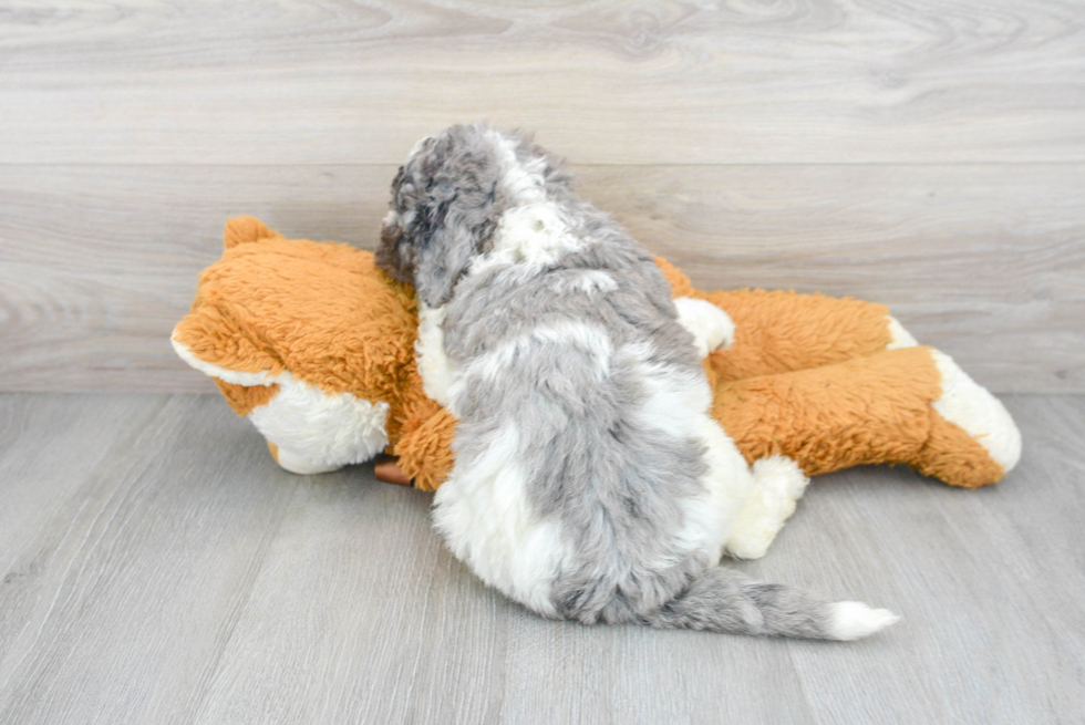 Popular Mini Bernedoodle Poodle Mix Pup