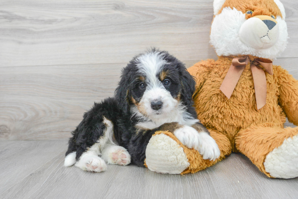 Best Mini Bernedoodle Baby