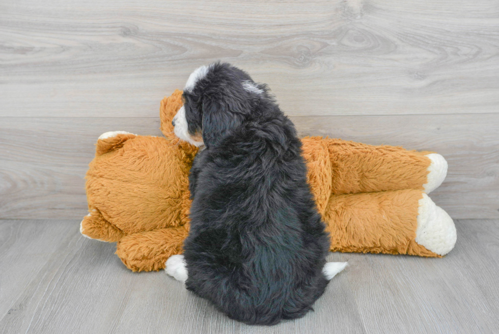 Cute Mini Bernedoodle Baby