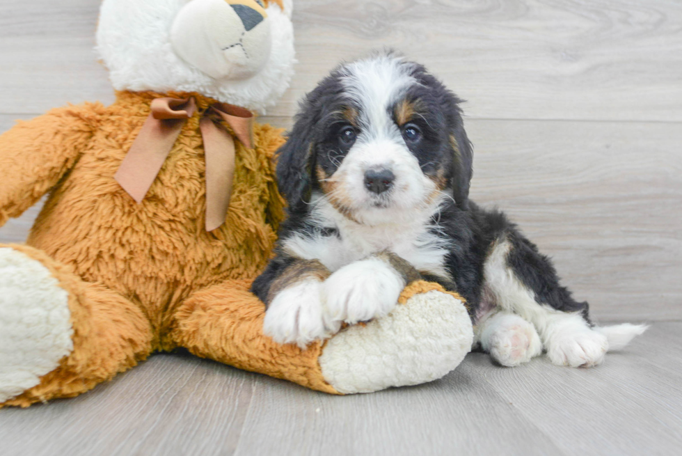 Mini Bernedoodle Puppy for Adoption