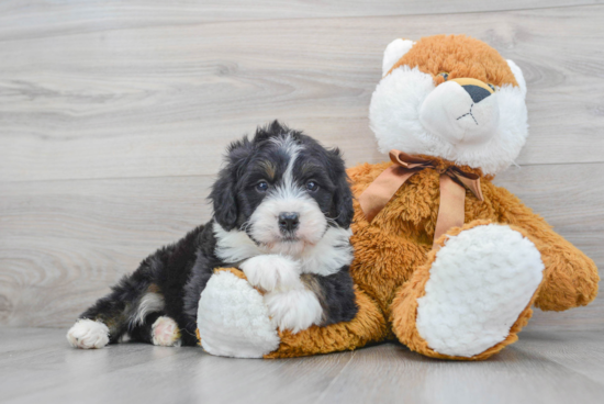 Best Mini Bernedoodle Baby