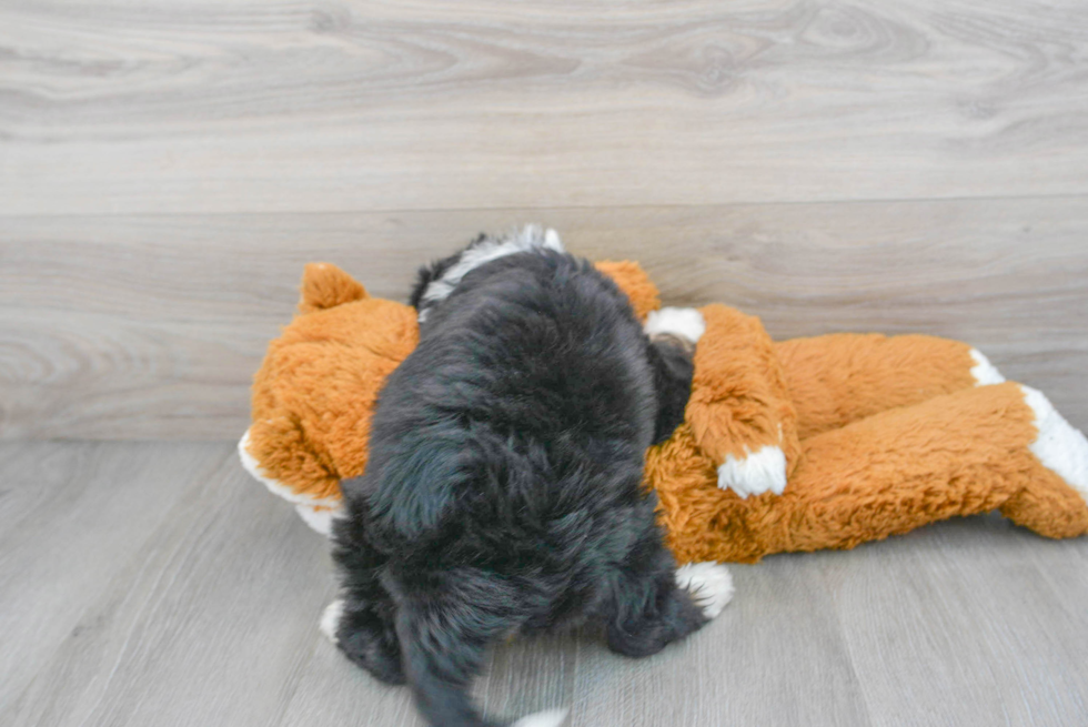 Mini Bernedoodle Puppy for Adoption