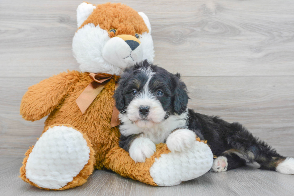 Mini Bernedoodle Puppy for Adoption