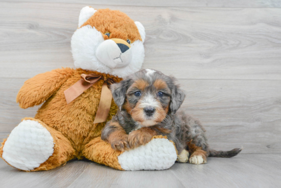 Mini Bernedoodle Pup Being Cute