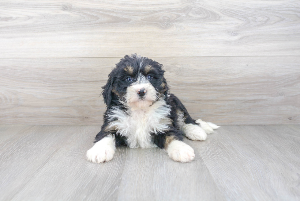 Energetic Bernadoodle Poodle Mix Puppy