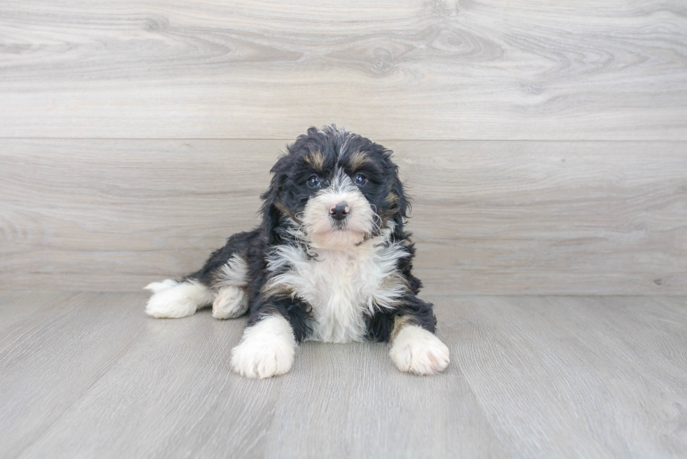 Mini Bernedoodle Puppy for Adoption