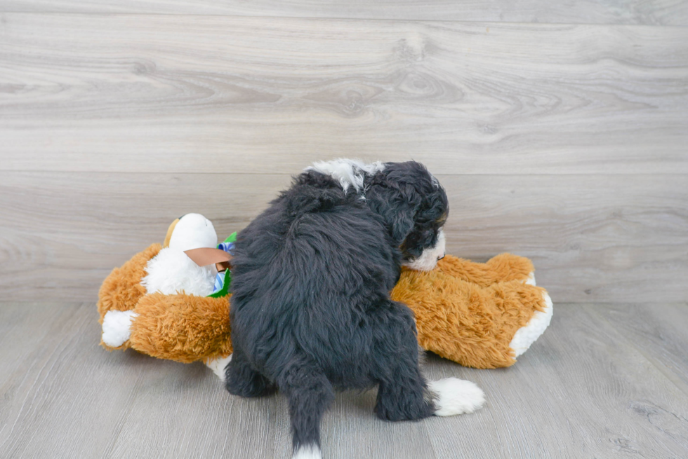 Mini Bernedoodle Pup Being Cute