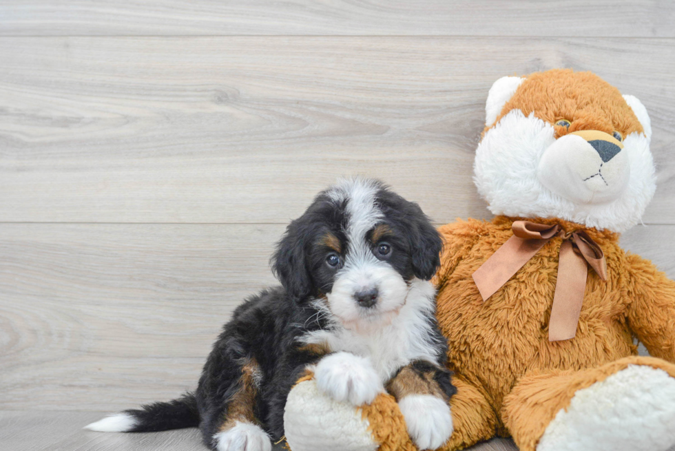 Mini Bernedoodle Puppy for Adoption