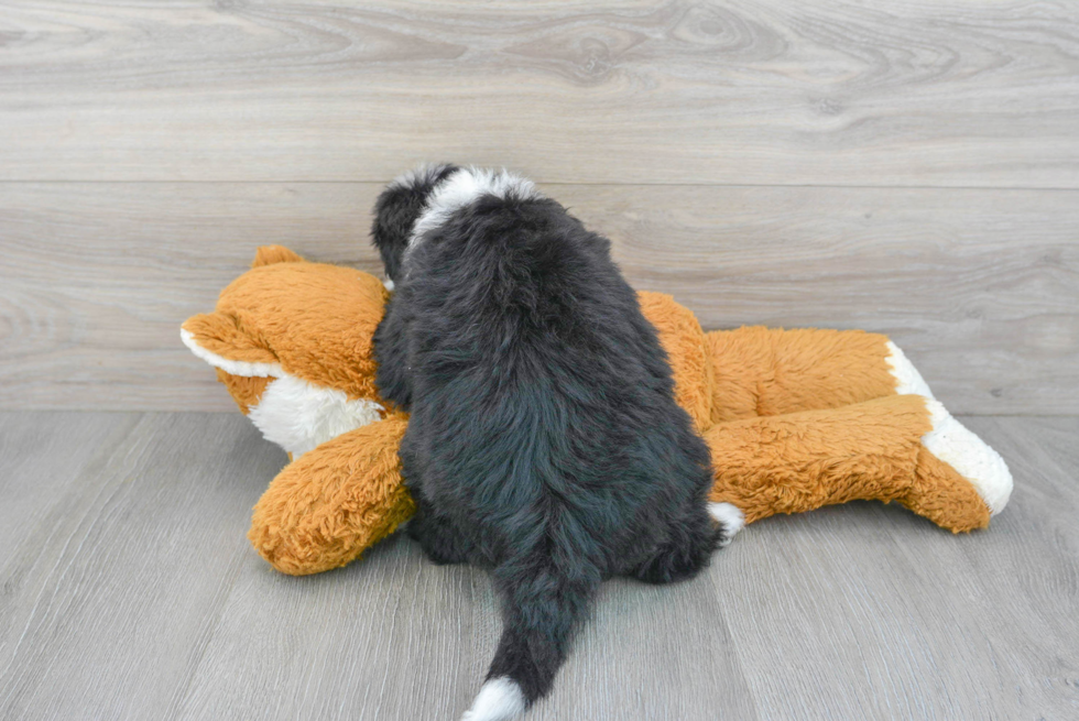 Best Mini Bernedoodle Baby