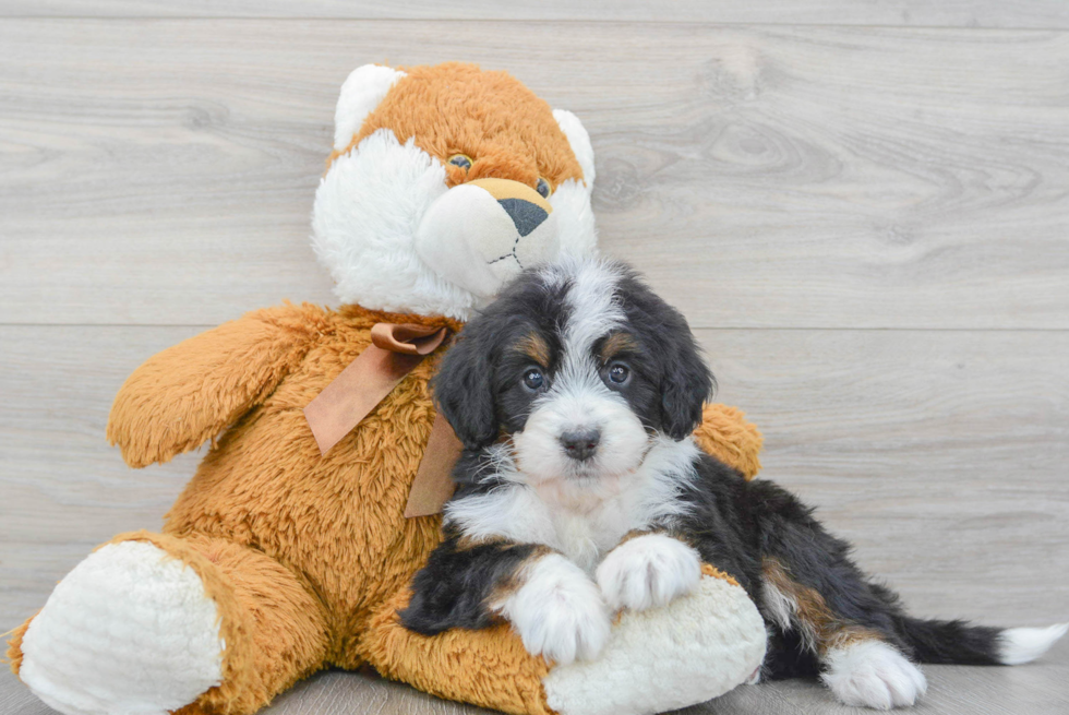 Smart Mini Bernedoodle Poodle Mix Pup