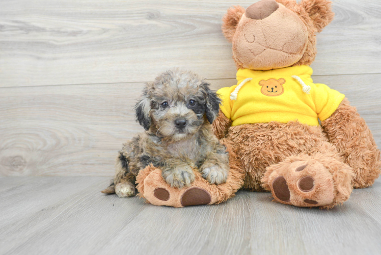 Mini Bernedoodle Puppy for Adoption