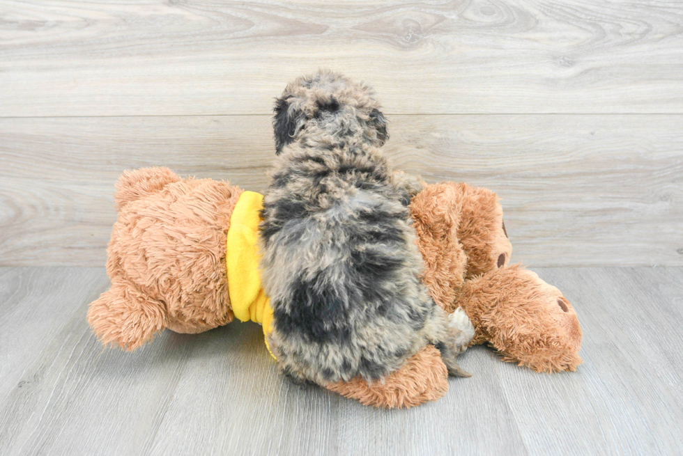 Mini Bernedoodle Puppy for Adoption