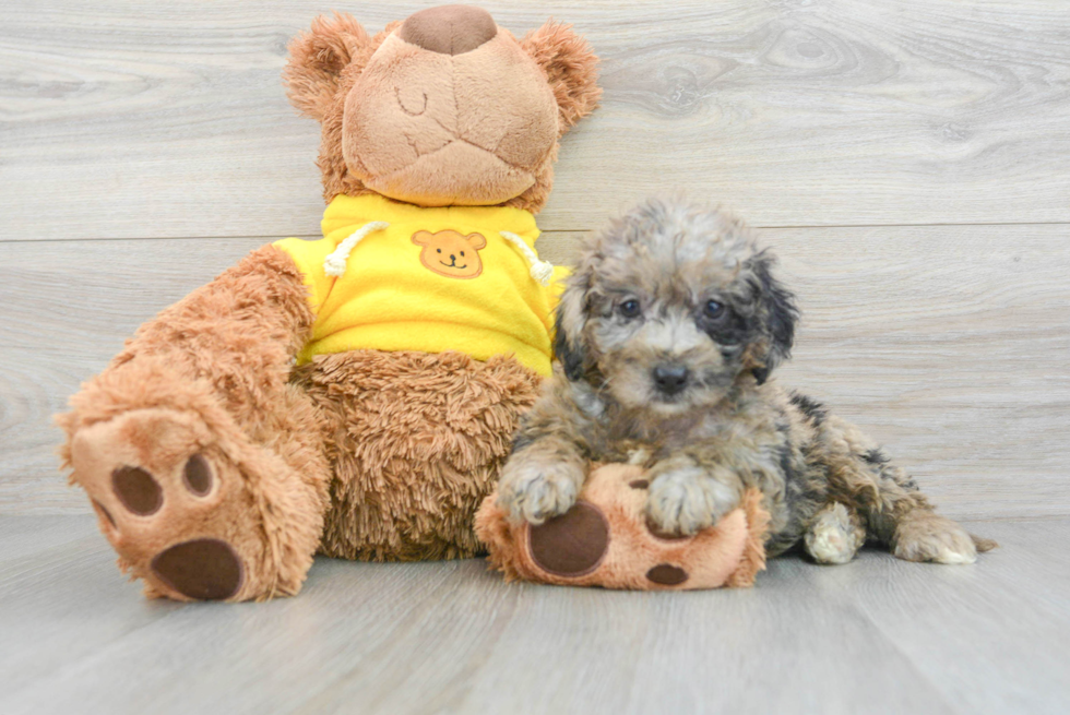 Adorable Mini Berniedoodle Poodle Mix Puppy