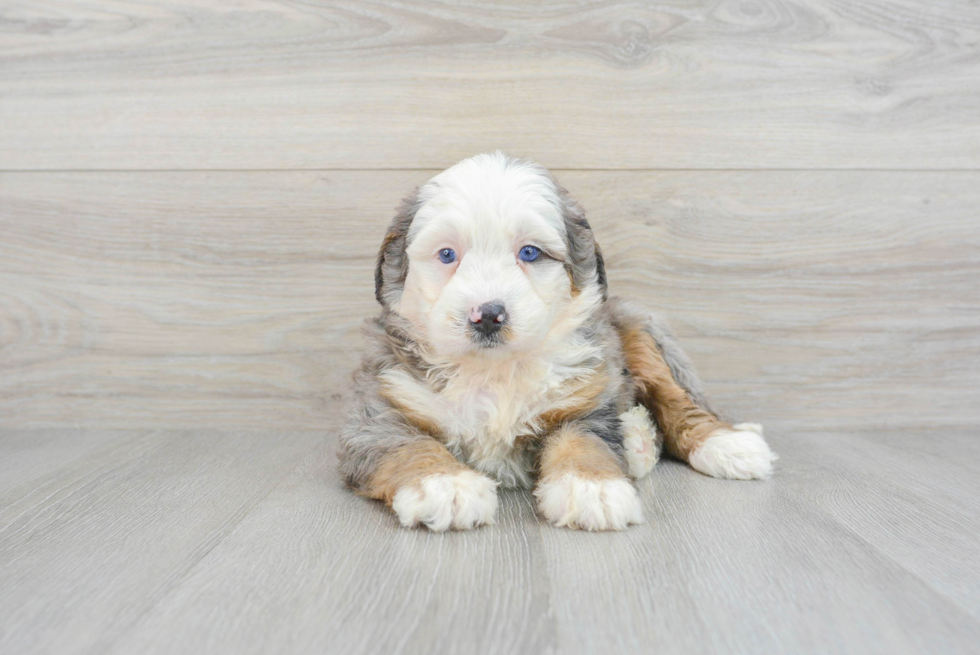 Little Bernadoodle Poodle Mix Puppy