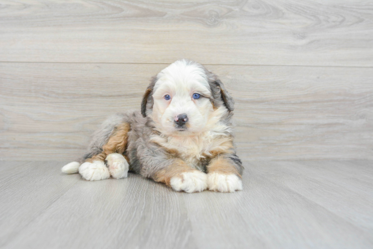 Best Mini Bernedoodle Baby