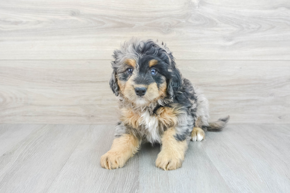 Popular Mini Bernedoodle Poodle Mix Pup