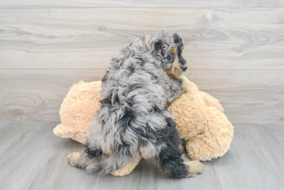 Smart Mini Bernedoodle Poodle Mix Pup