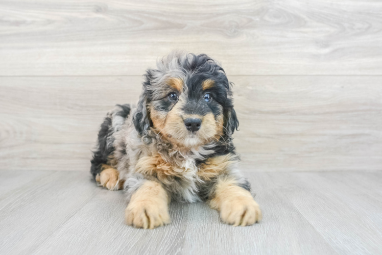 Mini Bernedoodle Pup Being Cute