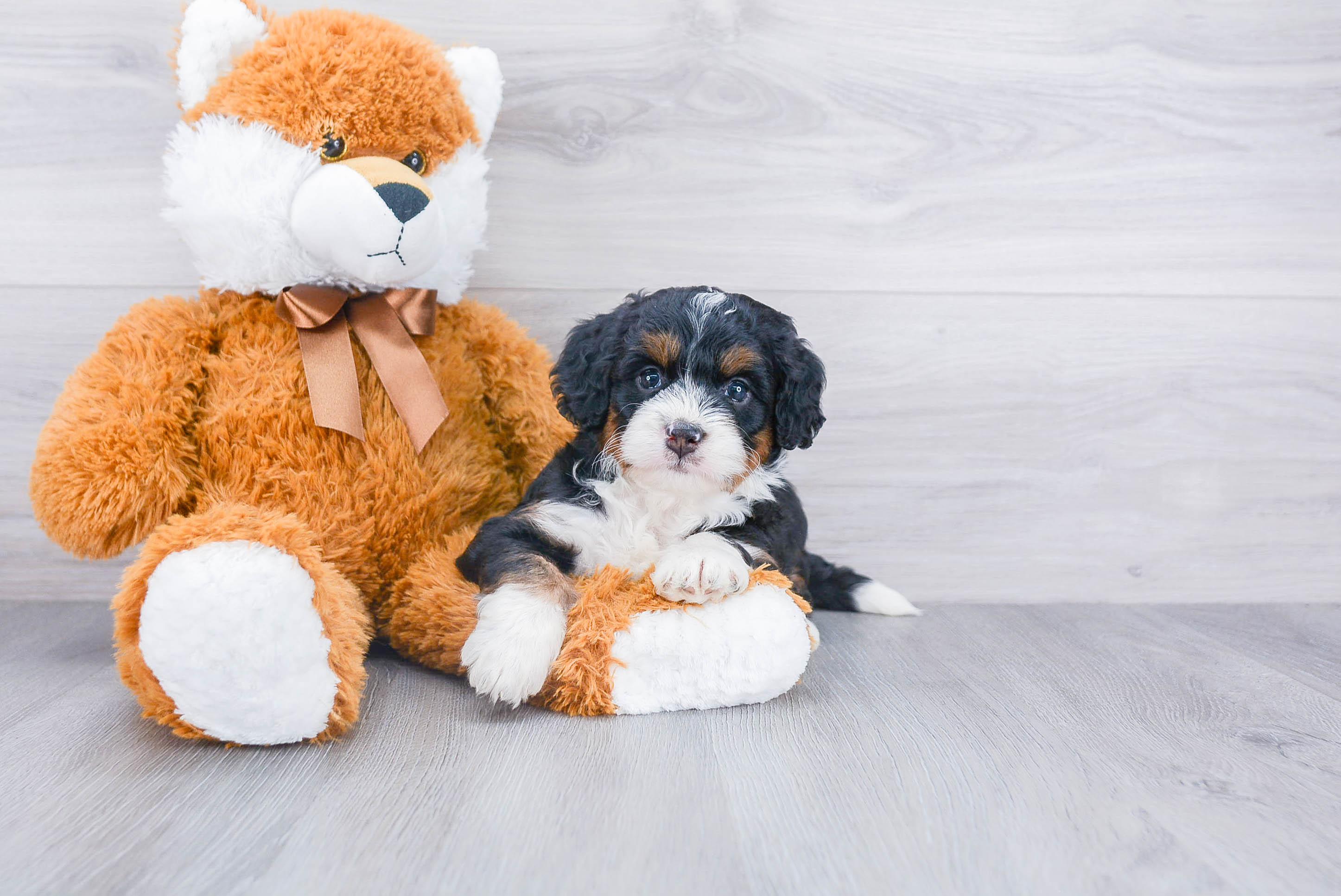 Fluffy Mini Bernedoodle Poodle Mix Pup