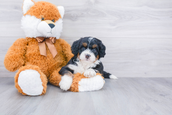 Fluffy Mini Bernedoodle Poodle Mix Pup