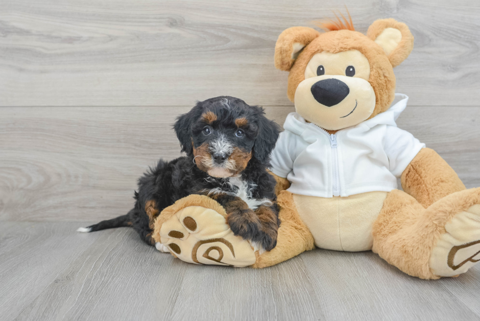 Best Mini Bernedoodle Baby