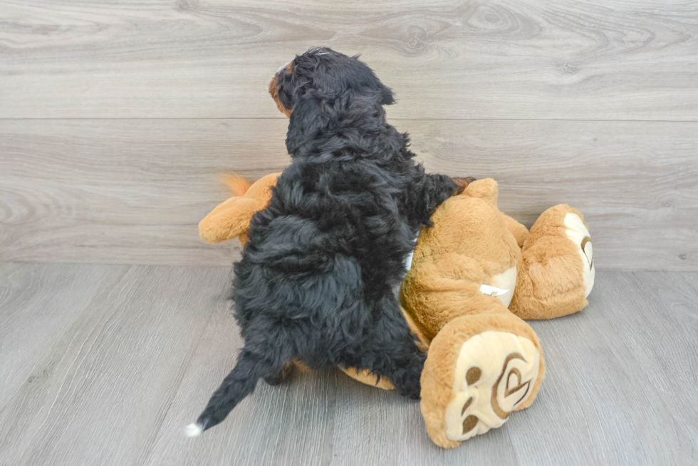 Smart Mini Bernedoodle Poodle Mix Pup