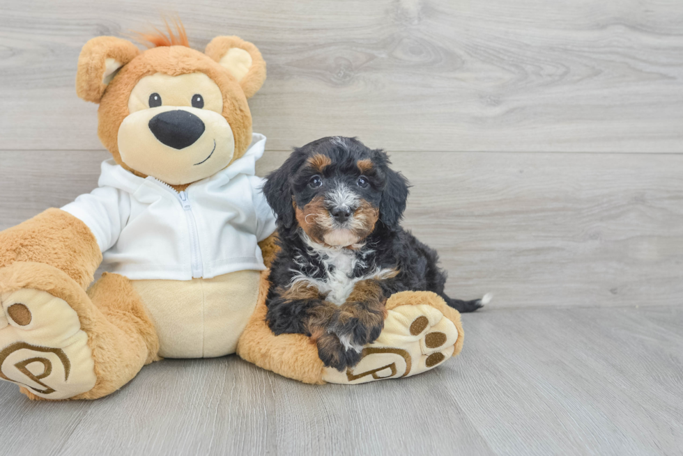 Popular Mini Bernedoodle Poodle Mix Pup