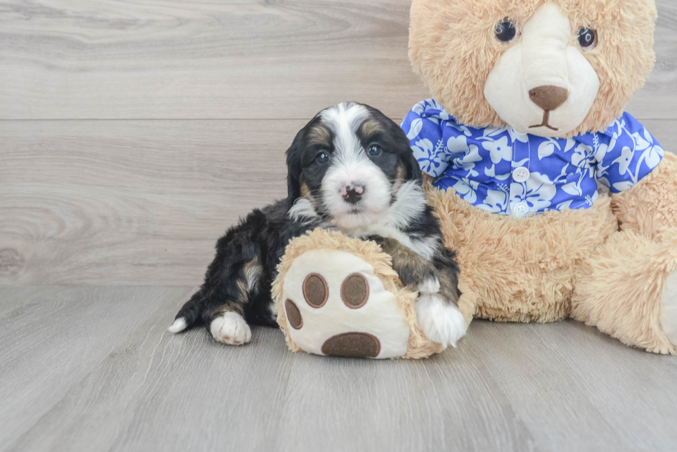 Funny Mini Bernedoodle Poodle Mix Pup