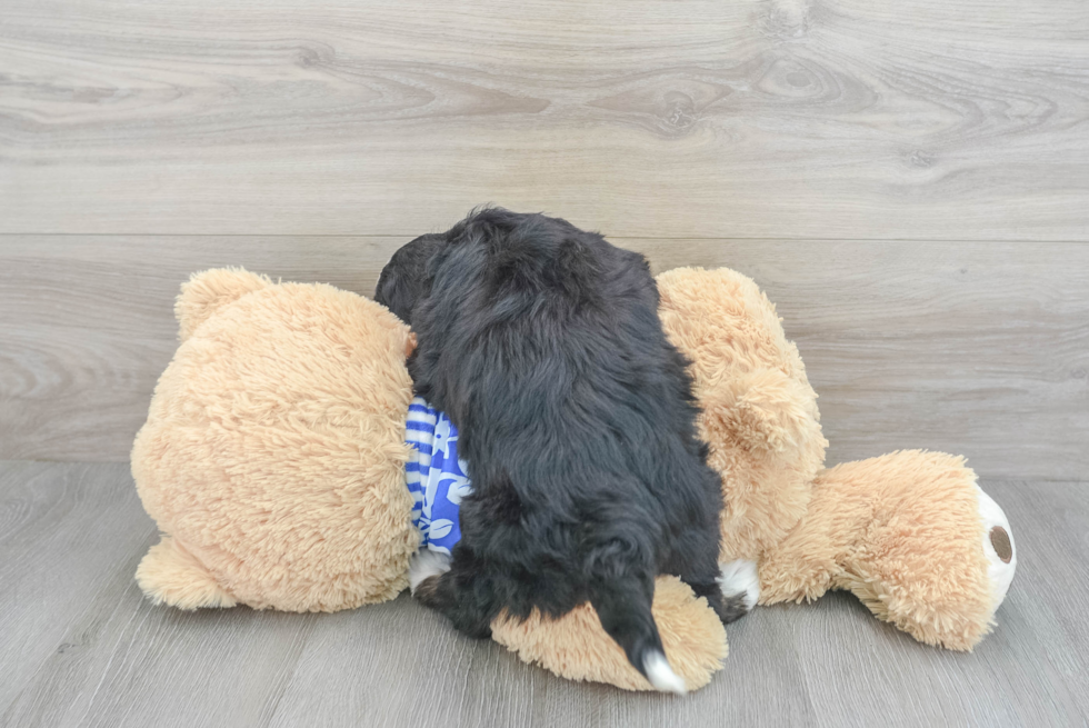 Adorable Mini Berniedoodle Poodle Mix Puppy