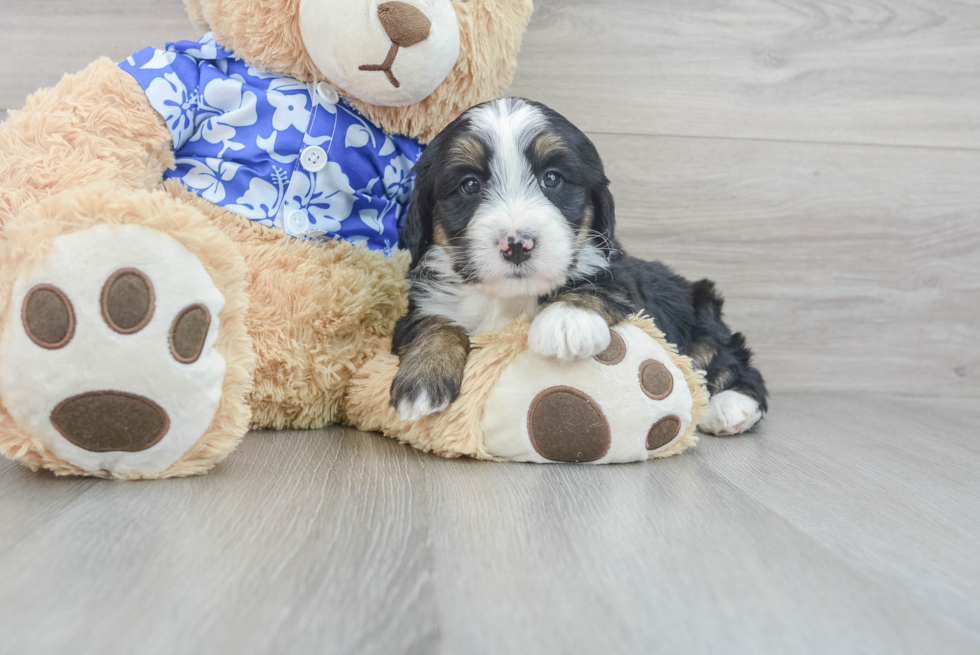 Friendly Mini Bernedoodle Baby