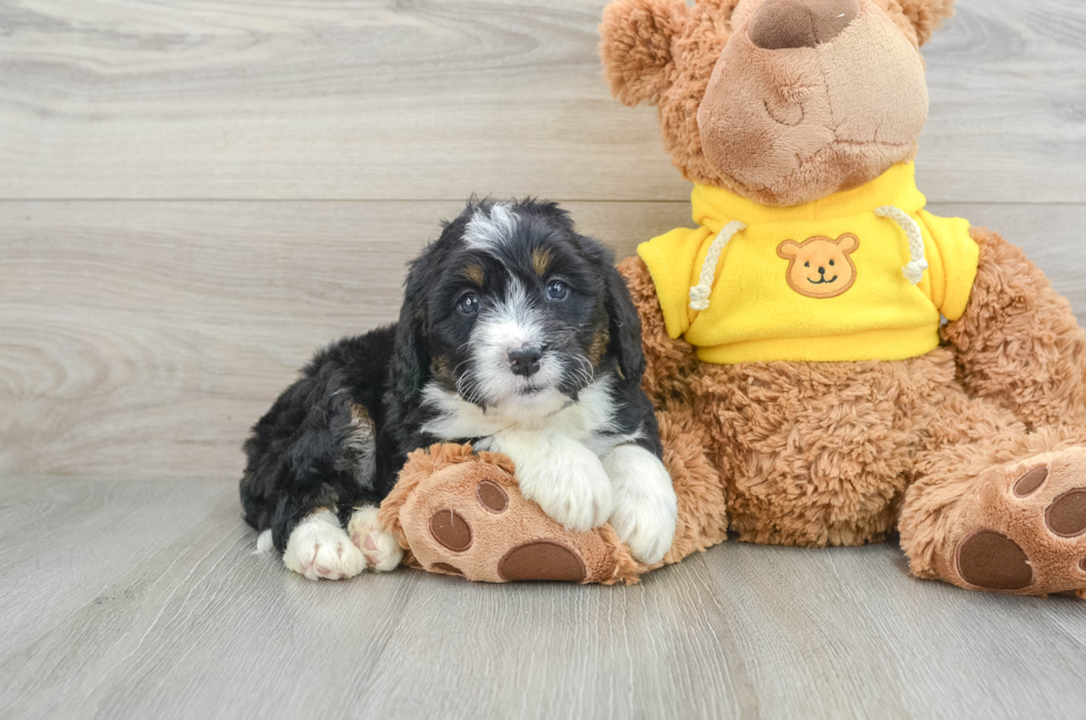 5 week old Mini Bernedoodle Puppy For Sale - Premier Pups