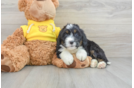 Mini Bernedoodle Puppy for Adoption