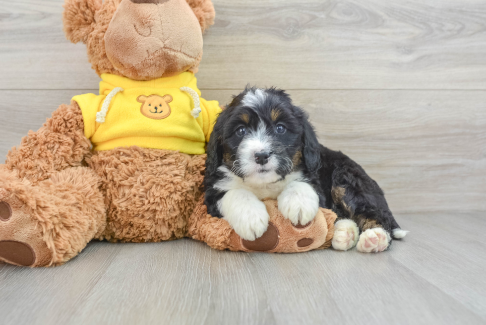 Mini Bernedoodle Puppy for Adoption