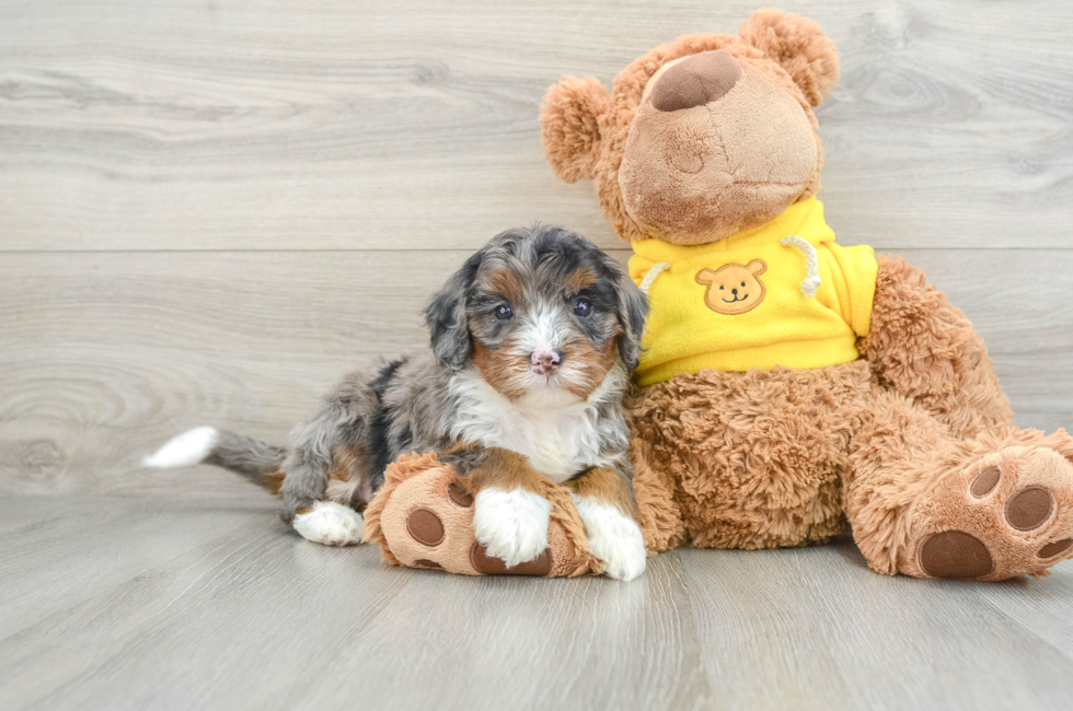 5 week old Mini Bernedoodle Puppy For Sale - Premier Pups