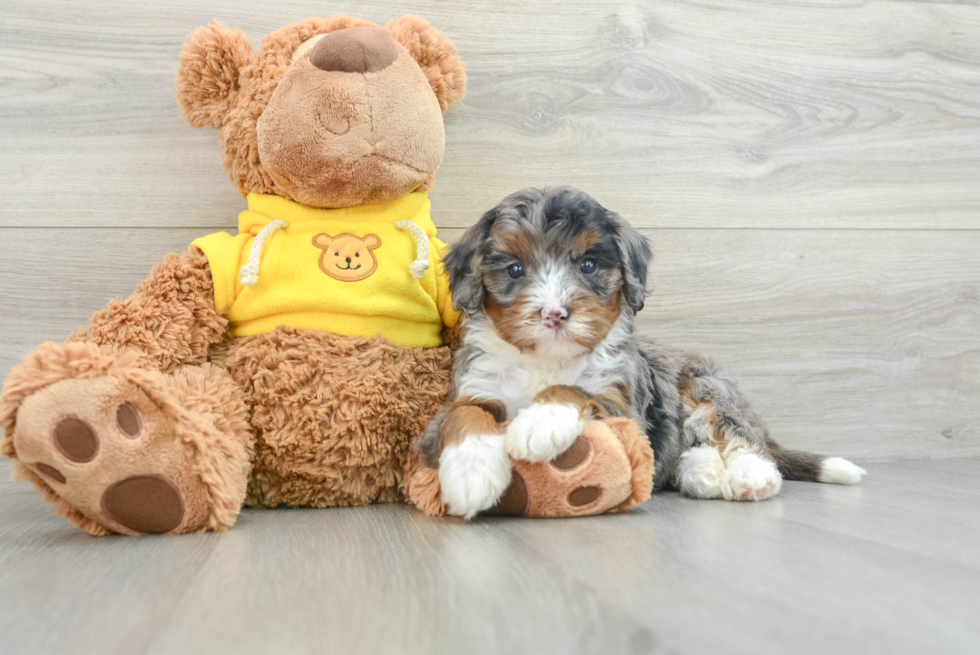 Funny Mini Bernedoodle Poodle Mix Pup