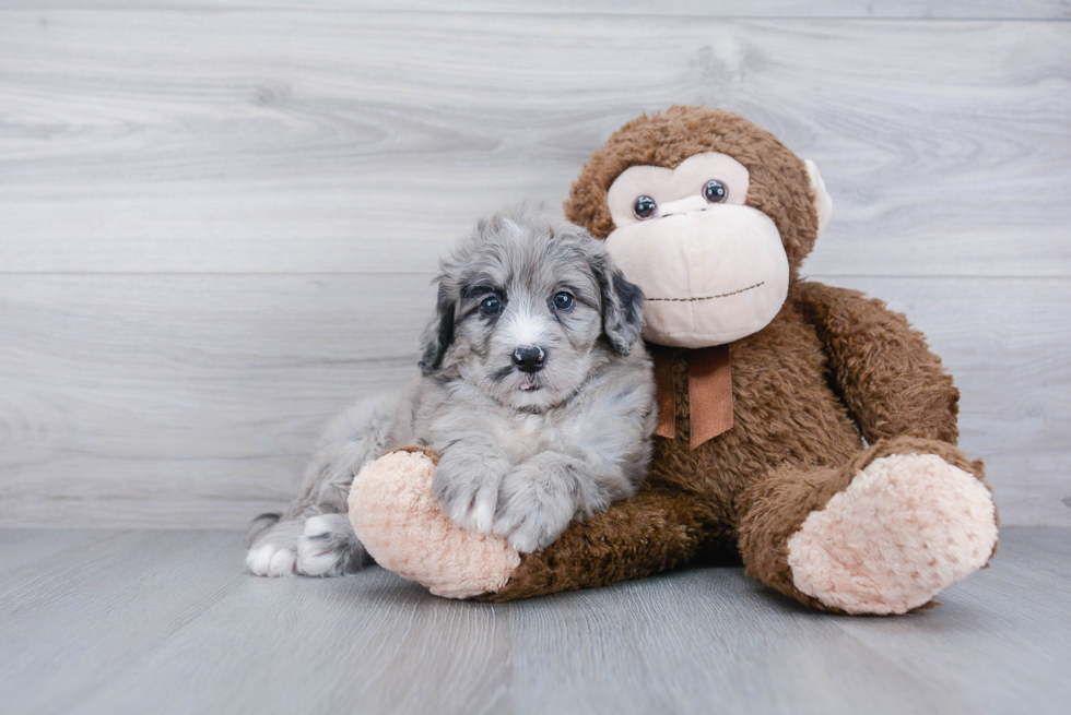 Mini Bernedoodle Puppy for Adoption