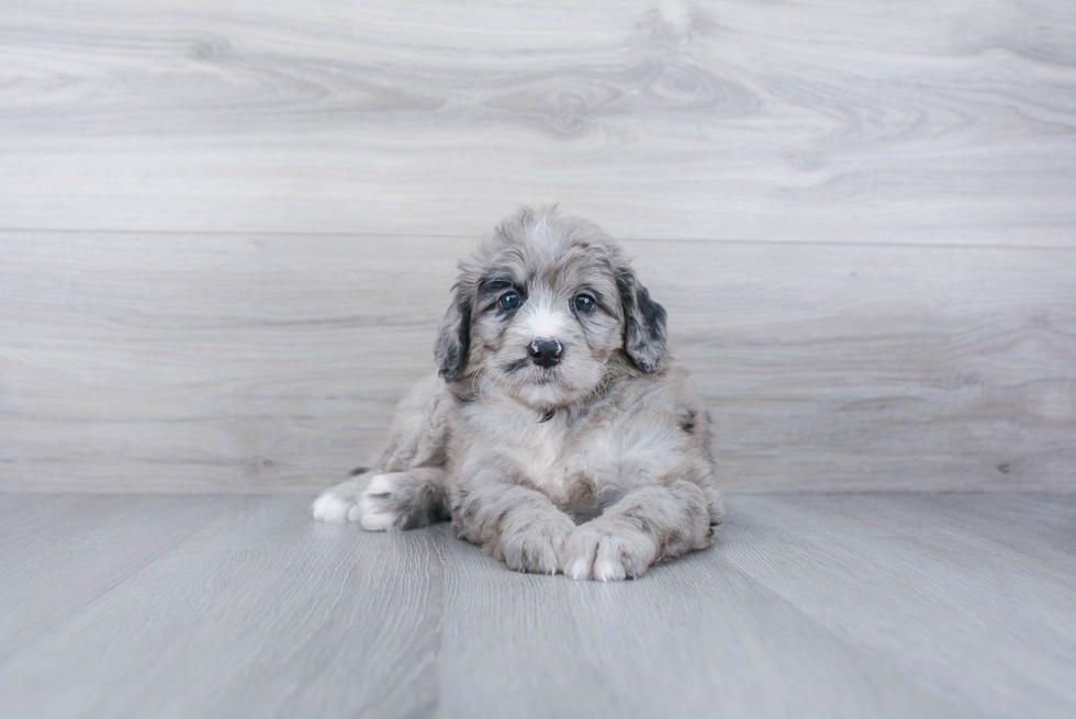 Mini Bernedoodle Pup Being Cute