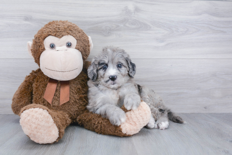 Hypoallergenic Mini Berniedoodle Poodle Mix Puppy