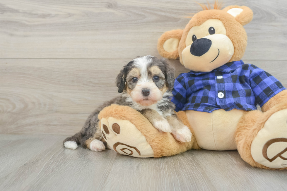 Playful Bernadoodle Poodle Mix Puppy