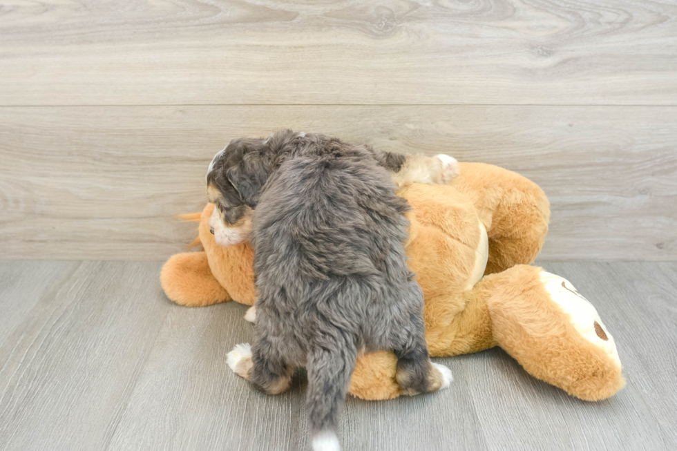 Mini Bernedoodle Pup Being Cute